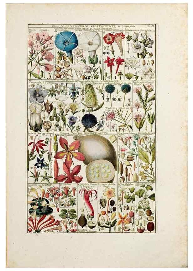 Reproducción/Reproduction 47788774012: Tabulae phytographicae,. Turici,Impensis J.H. Fuessli,1795-1804.. 