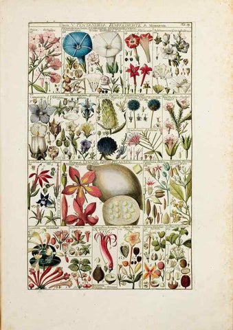 Reproducción/Reproduction 47788774012: Tabulae phytographicae,. Turici,Impensis J.H. Fuessli,1795-1804.. 