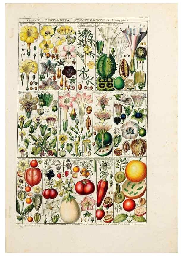 Reproducción/Reproduction 47788775202: Tabulae phytographicae,. Turici,Impensis J.H. Fuessli,1795-1804.. 