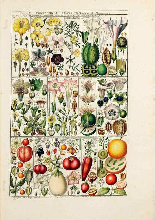 Reproducción/Reproduction 47788775202: Tabulae phytographicae,. Turici,Impensis J.H. Fuessli,1795-1804.. 