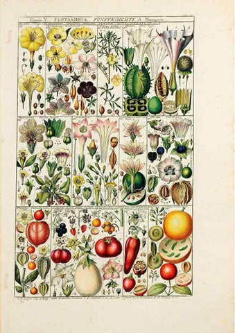 Reproducción/Reproduction 47788775202: Tabulae phytographicae,. Turici,Impensis J.H. Fuessli,1795-1804.. 