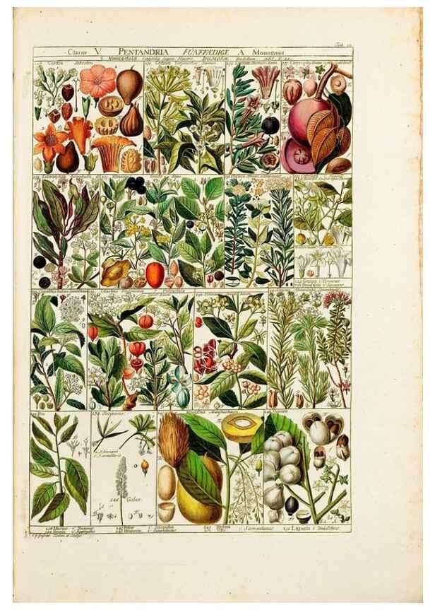 Reproducción/Reproduction 46924580985: Tabulae phytographicae,. Turici,Impensis J.H. Fuessli,1795-1804.. 