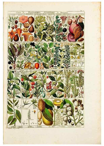Reproducción/Reproduction 46924580985: Tabulae phytographicae,. Turici,Impensis J.H. Fuessli,1795-1804.. 