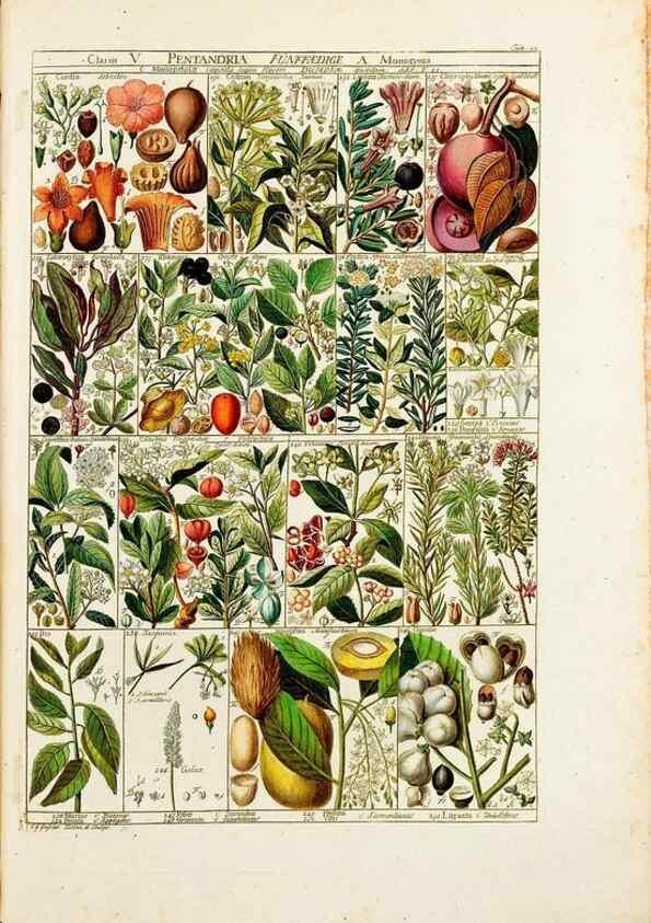Reproducción/Reproduction 46924580985: Tabulae phytographicae,. Turici,Impensis J.H. Fuessli,1795-1804.. 