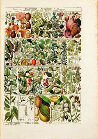 Reproducción/Reproduction 46924580985: Tabulae phytographicae,. Turici,Impensis J.H. Fuessli,1795-1804.. 