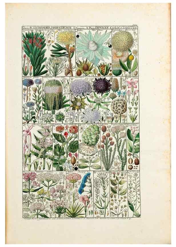 Reproducción/Reproduction 47840918721: Tabulae phytographicae,. Turici,Impensis J.H. Fuessli,1795-1804.. 
