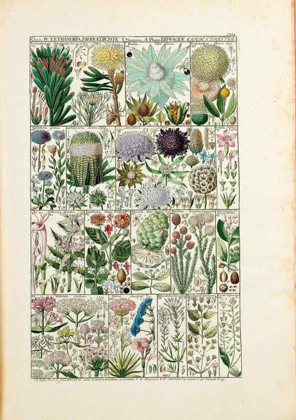 Reproducción/Reproduction 47840918721: Tabulae phytographicae,. Turici,Impensis J.H. Fuessli,1795-1804.. 