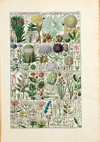 Reproducción/Reproduction 47840918721: Tabulae phytographicae,. Turici,Impensis J.H. Fuessli,1795-1804.. 