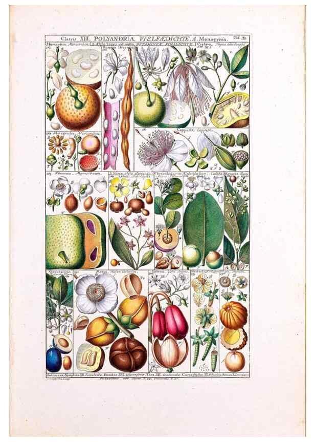 Reproducción/Reproduction 47051359264: Tabulae phytographicae,. Turici,Impensis J.H. Fuessli,1795-1804.. 