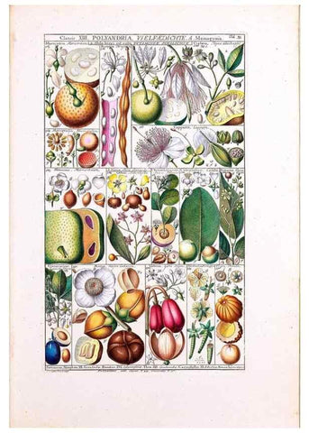 Reproducción/Reproduction 47051359264: Tabulae phytographicae,. Turici,Impensis J.H. Fuessli,1795-1804.. 