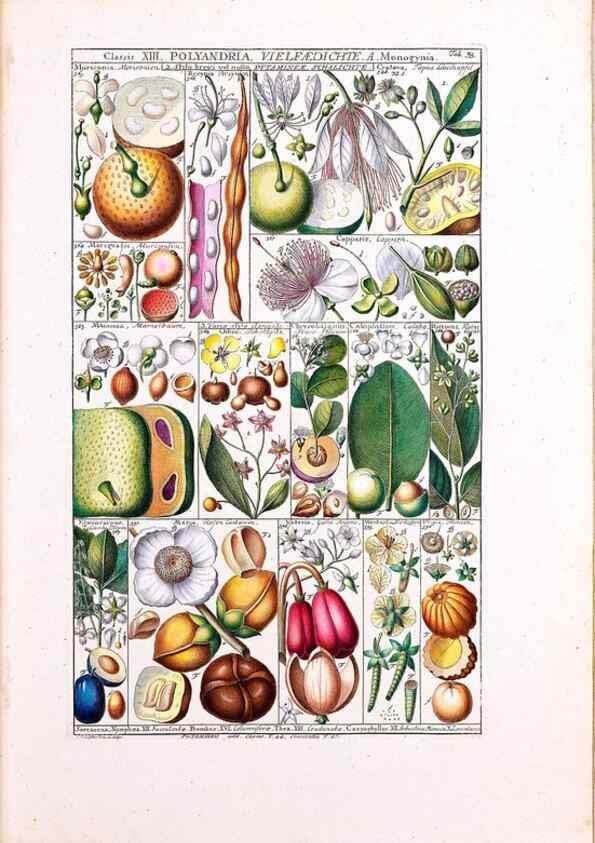 Reproducción/Reproduction 47051359264: Tabulae phytographicae,. Turici,Impensis J.H. Fuessli,1795-1804.. 