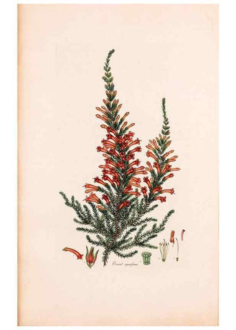Reproducción/Reproduction 46924460865: Coloured engravings of heaths :. London :Published by the Author. Printed by T. Bensley,1802-09 [1830?]. 