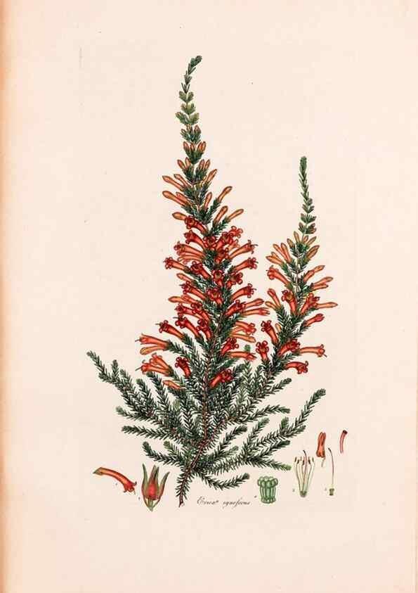 Reproducción/Reproduction 46924460865: Coloured engravings of heaths :. London :Published by the Author. Printed by T. Bensley,1802-09 [1830?]. 