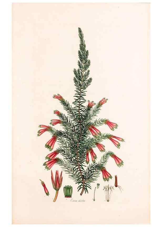 Reproducción/Reproduction 47788640072: Coloured engravings of heaths :. London :Published by the Author. Printed by T. Bensley,1802-09 [1830?]. 