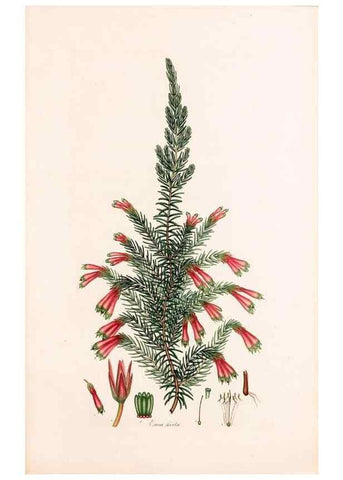 Reproducción/Reproduction 47788640072: Coloured engravings of heaths :. London :Published by the Author. Printed by T. Bensley,1802-09 [1830?]. 