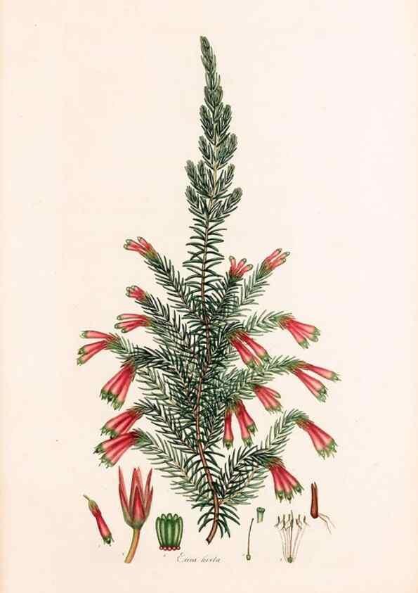 Reproducción/Reproduction 47788640072: Coloured engravings of heaths :. London :Published by the Author. Printed by T. Bensley,1802-09 [1830?]. 