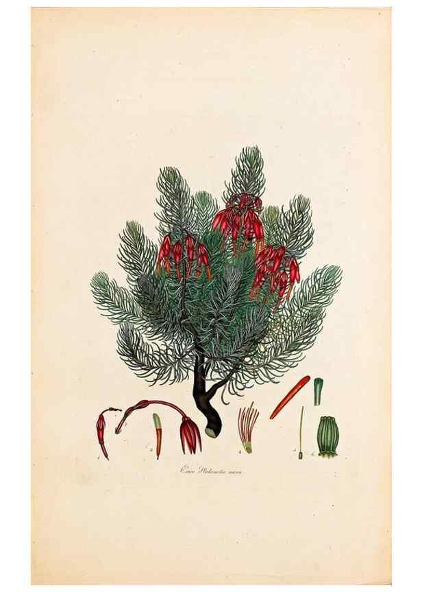 Reproducción/Reproduction 47051157884: Coloured engravings of heaths :. London :Published by the Author. Printed by T. Bensley,1802-09 [1830?]. 