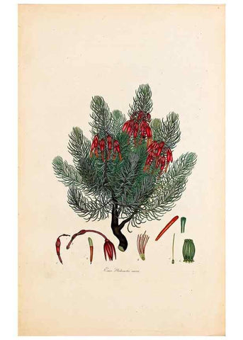 Reproducción/Reproduction 47051157884: Coloured engravings of heaths :. London :Published by the Author. Printed by T. Bensley,1802-09 [1830?]. 