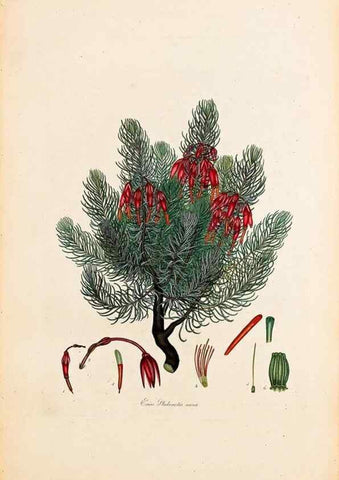 Reproducción/Reproduction 47051157884: Coloured engravings of heaths :. London :Published by the Author. Printed by T. Bensley,1802-09 [1830?]. 