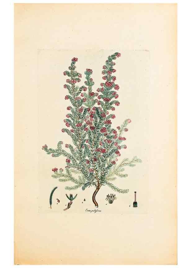 Reproducción/Reproduction 47051158414: Coloured engravings of heaths :. London :Published by the Author. Printed by T. Bensley,1802-09 [1830?]. 