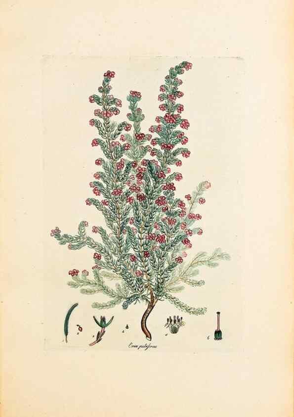 Reproducción/Reproduction 47051158414: Coloured engravings of heaths :. London :Published by the Author. Printed by T. Bensley,1802-09 [1830?]. 