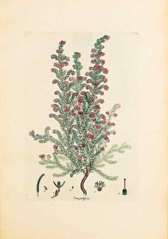 Reproducción/Reproduction 47051158414: Coloured engravings of heaths :. London :Published by the Author. Printed by T. Bensley,1802-09 [1830?]. 