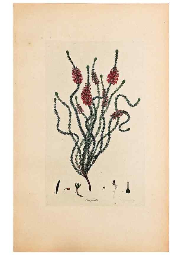 Reproducción/Reproduction 40873977623: Coloured engravings of heaths :. London :Published by the Author. Printed by T. Bensley,1802-09 [1830?]. 