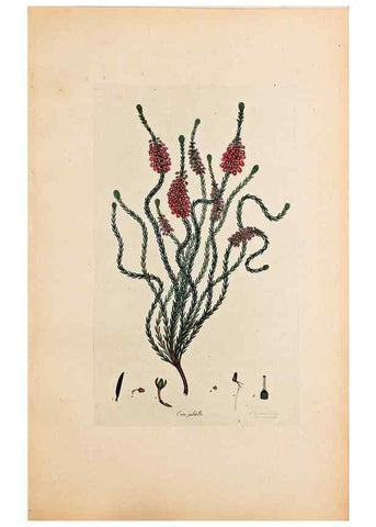 Reproducción/Reproduction 40873977623: Coloured engravings of heaths :. London :Published by the Author. Printed by T. Bensley,1802-09 [1830?]. 
