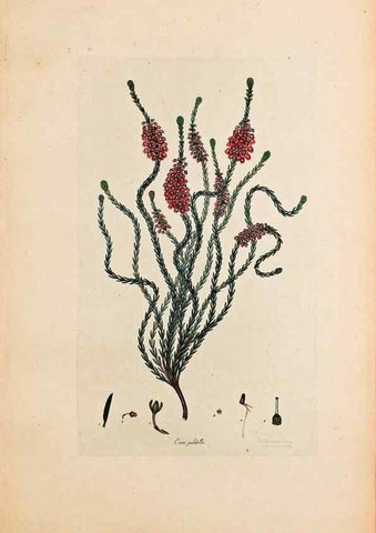 Reproducción/Reproduction 40873977623: Coloured engravings of heaths :. London :Published by the Author. Printed by T. Bensley,1802-09 [1830?]. 