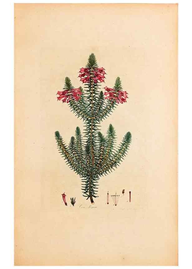 Reproducción/Reproduction 47840728421: Coloured engravings of heaths :. London :Published by the Author. Printed by T. Bensley,1802-09 [1830?]. 