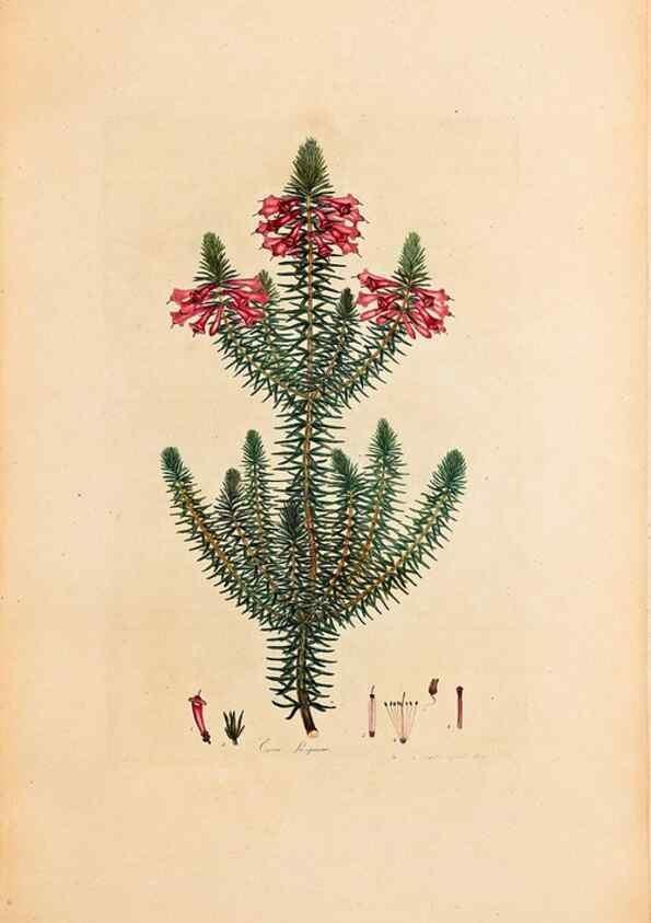 Reproducción/Reproduction 47840728421: Coloured engravings of heaths :. London :Published by the Author. Printed by T. Bensley,1802-09 [1830?]. 