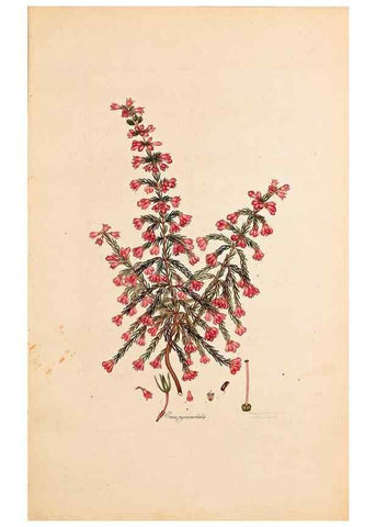 Reproducción/Reproduction 47051159974: Coloured engravings of heaths :. London :Published by the Author. Printed by T. Bensley,1802-09 [1830?]. 