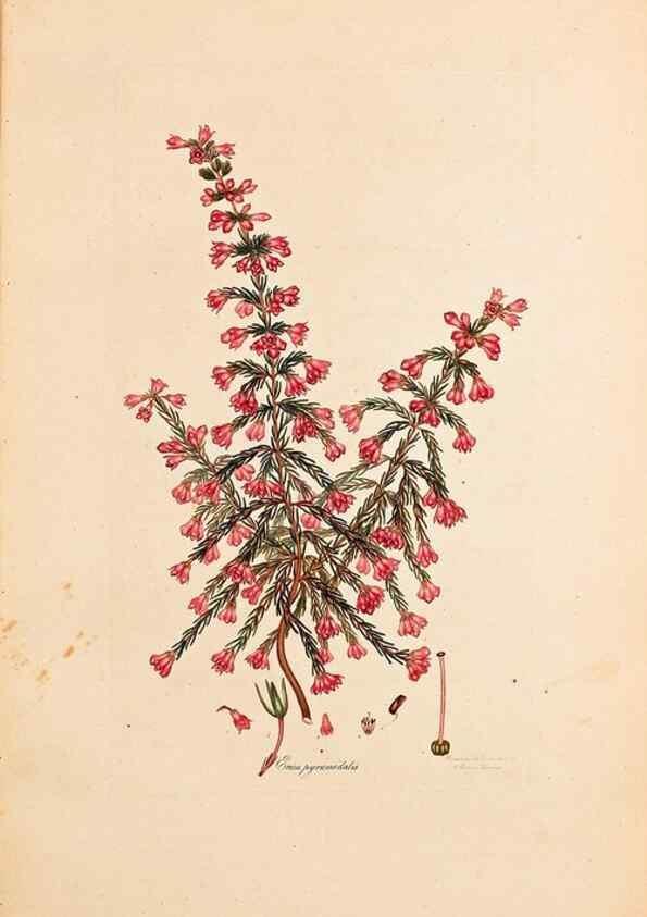 Reproducción/Reproduction 47051159974: Coloured engravings of heaths :. London :Published by the Author. Printed by T. Bensley,1802-09 [1830?]. 