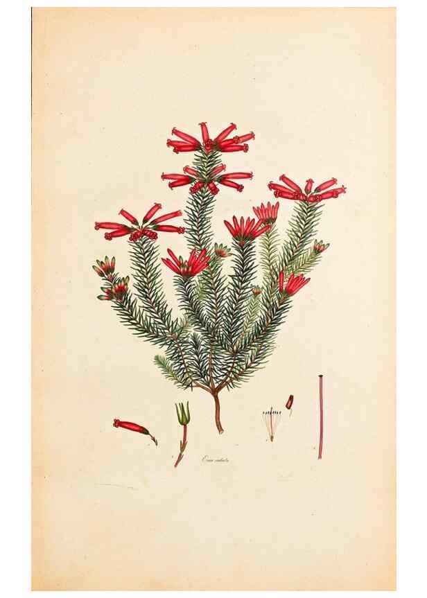 Reproducción/Reproduction 33963360778: Coloured engravings of heaths :. London :Published by the Author. Printed by T. Bensley,1802-09 [1830?]. 
