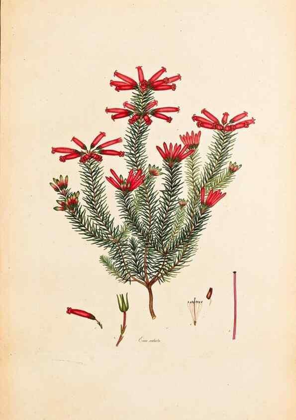 Reproducción/Reproduction 33963360778: Coloured engravings of heaths :. London :Published by the Author. Printed by T. Bensley,1802-09 [1830?]. 