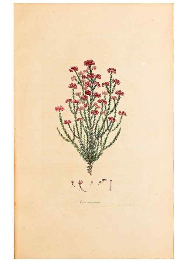 Reproducción/Reproduction 40873980633: Coloured engravings of heaths :. London :Published by the Author. Printed by T. Bensley,1802-09 [1830?]. 