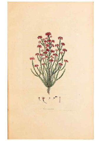 Reproducción/Reproduction 40873980633: Coloured engravings of heaths :. London :Published by the Author. Printed by T. Bensley,1802-09 [1830?]. 
