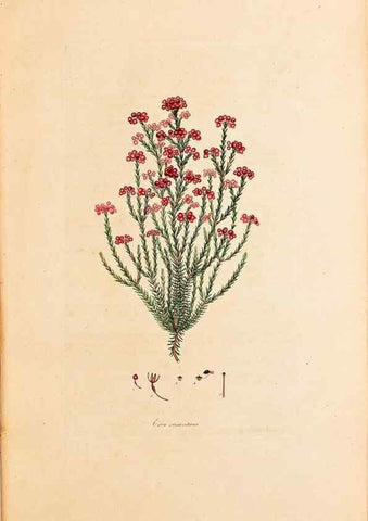 Reproducción/Reproduction 40873980633: Coloured engravings of heaths :. London :Published by the Author. Printed by T. Bensley,1802-09 [1830?]. 