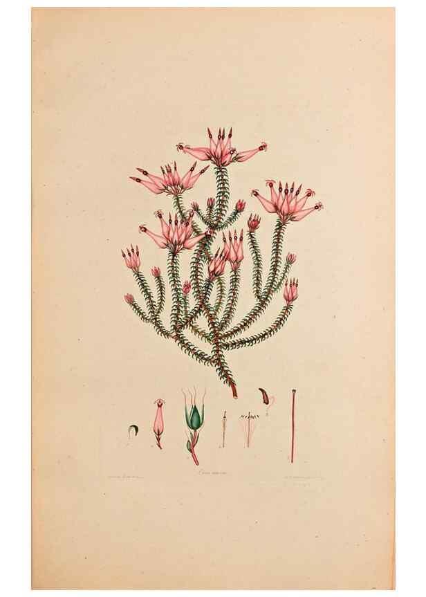 Reproducción/Reproduction 33963362118: Coloured engravings of heaths :. London :Published by the Author. Printed by T. Bensley,1802-09 [1830?]. 