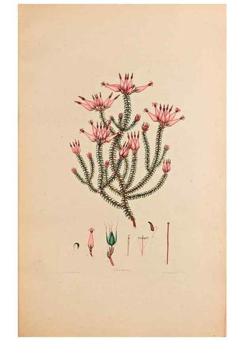 Reproducción/Reproduction 33963362118: Coloured engravings of heaths :. London :Published by the Author. Printed by T. Bensley,1802-09 [1830?]. 