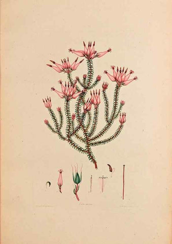 Reproducción/Reproduction 33963362118: Coloured engravings of heaths :. London :Published by the Author. Printed by T. Bensley,1802-09 [1830?]. 
