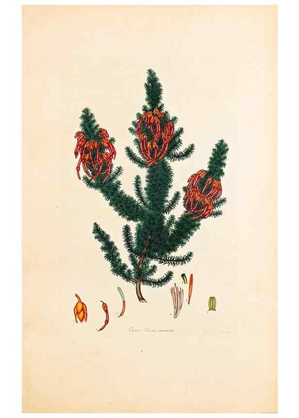 Reproducción/Reproduction 32896785857: Coloured engravings of heaths :. London :Published by the Author. Printed by T. Bensley,1802-09 [1830?]. 