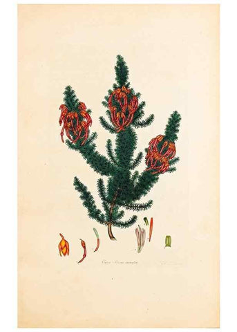 Reproducción/Reproduction 32896785857: Coloured engravings of heaths :. London :Published by the Author. Printed by T. Bensley,1802-09 [1830?]. 