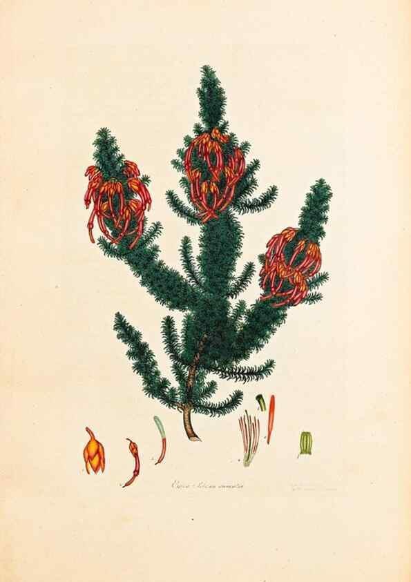 Reproducción/Reproduction 32896785857: Coloured engravings of heaths :. London :Published by the Author. Printed by T. Bensley,1802-09 [1830?]. 