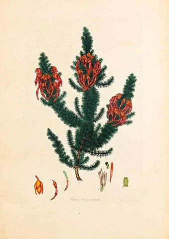 Reproducción/Reproduction 32896785857: Coloured engravings of heaths :. London :Published by the Author. Printed by T. Bensley,1802-09 [1830?]. 