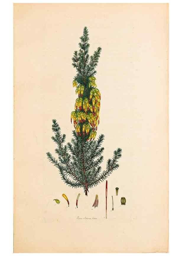 Reproducción/Reproduction 47051163314: Coloured engravings of heaths :. London :Published by the Author. Printed by T. Bensley,1802-09 [1830?]. 