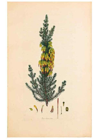 Reproducción/Reproduction 47051163314: Coloured engravings of heaths :. London :Published by the Author. Printed by T. Bensley,1802-09 [1830?]. 
