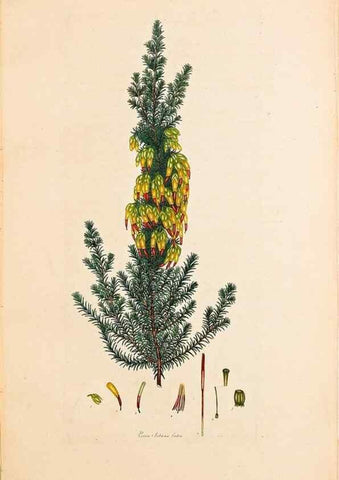 Reproducción/Reproduction 47051163314: Coloured engravings of heaths :. London :Published by the Author. Printed by T. Bensley,1802-09 [1830?]. 