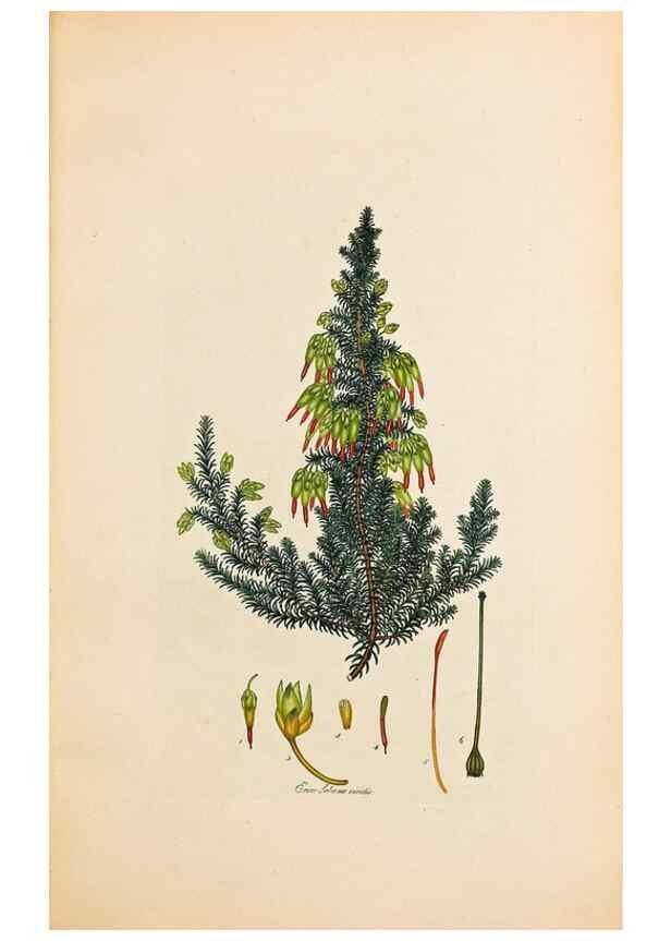 Reproducción/Reproduction 33963364038: Coloured engravings of heaths :. London :Published by the Author. Printed by T. Bensley,1802-09 [1830?]. 