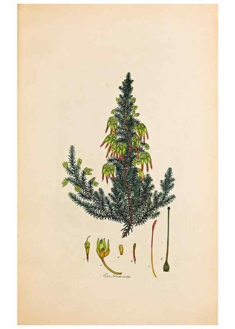 Reproducción/Reproduction 33963364038: Coloured engravings of heaths :. London :Published by the Author. Printed by T. Bensley,1802-09 [1830?]. 